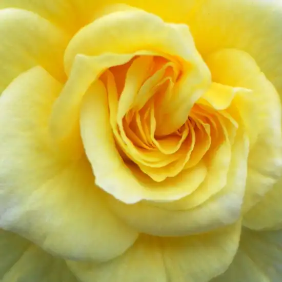 Trandafiri online - Galben - trandafiri târâtori și cățărători, Climber - trandafir cu parfum discret -  - Christopher H. Warner - ,-